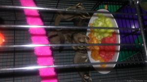 5 sugargliders and cage free to good home