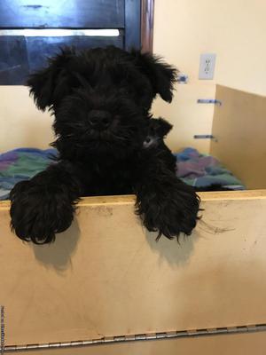 AKC Black Male Miniature Schnauzer Puppy