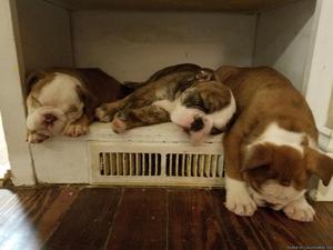 AKC ENGLISH BULLDOG PUPPIES