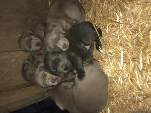 AKC Silver and Charcoal lab pups