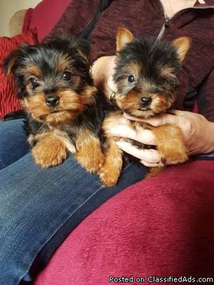 AKC Trained T-cup Yorkie Puppies Available