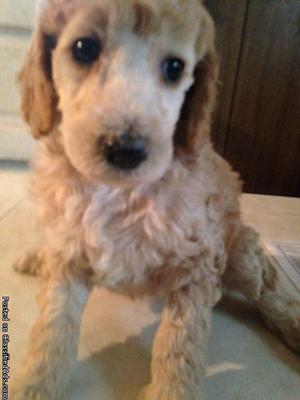 AKC standard poodle puppy