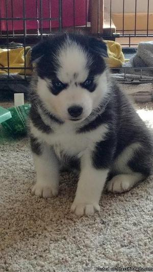 Adorable Blue Eyes Siberian Husky Puppies, males and females