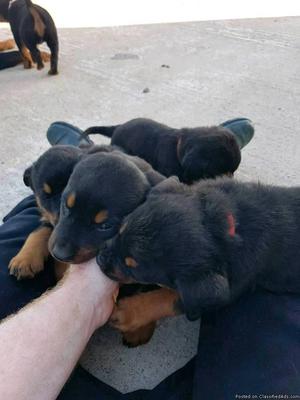 Adorable and Nice looking rotweiller pups for sale