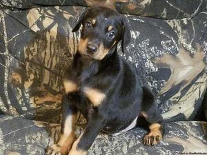 Akc Doberman pups