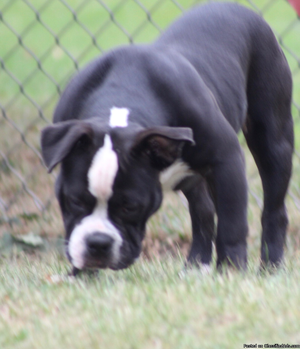 American Bully