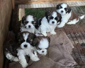 Beautiful Imperial Shih Tzu puppies.