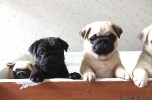 Beautiful Pug puppies