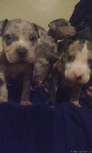 Blue nose pitbull puppies for sale. 7wks old
