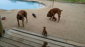 Boxer Pups For Adoption