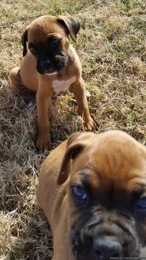 Boxer puppies for sale