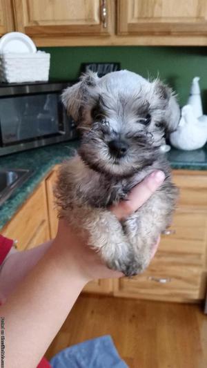 CKC Miniature Schnauzer