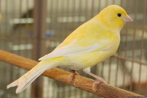 Canaries for sale