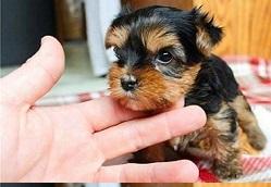 CuTe Yorkie Puppies for sale