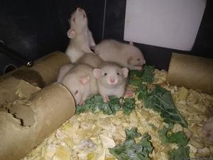 Dumbo Rats