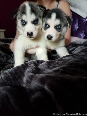 Fantastic Blue Eye Siberian Husky Puppies for new home