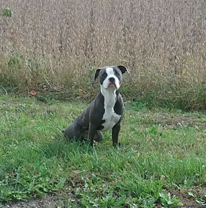 Found Dog: Grey/white Pitbull