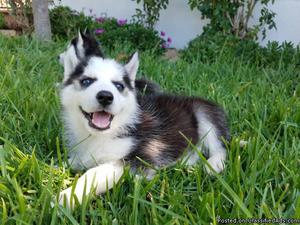 Free Fantastic Female and Male, Siberian husky Puppies new