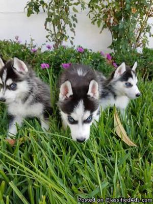 Free Fantastic, Females and Males Siberian Husky Puppies