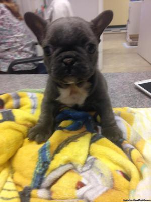 French bulldog