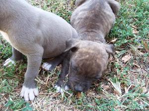 Full blooded pitbull puppies