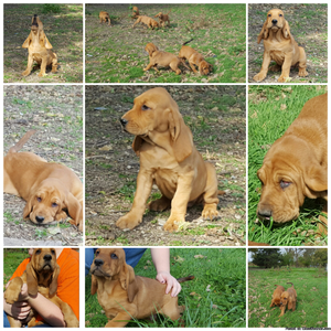 Full bred bloodhound puppies