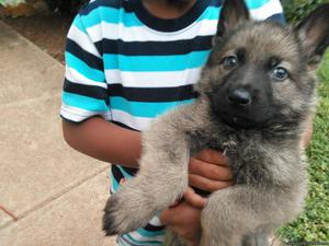 German Shepherd puppy