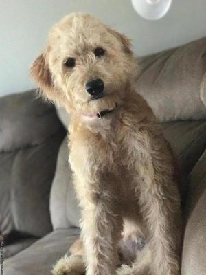 Goldendoodle