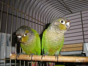 Home Raised Green Cheek Conures, Guilderland NY