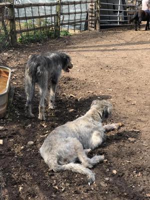 Irish Wolfhound puppies for sale