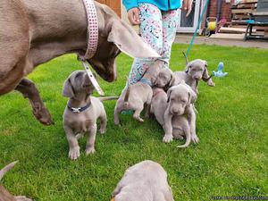 Kc Registered Silver Puppies