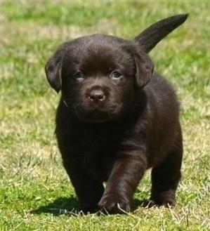 Labrador Retriever puppies