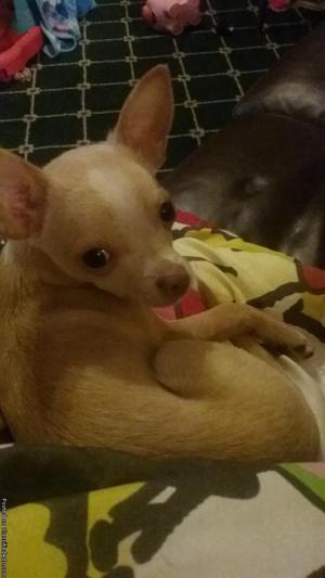 Male Chihuahua