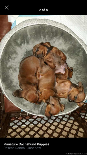 Miniature Dachshund Puppies