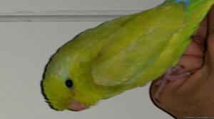 Parrotlets