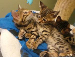 Pedigree Registered Bengal Kittens