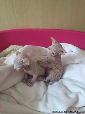 Pedigree Sphynx Kittens for sale