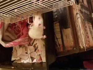 Pet rat with cage