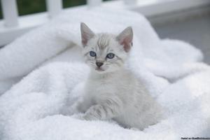 Snow Bengal Kittens