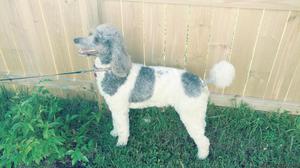 Standard Poodle, AKC, Ch. lines