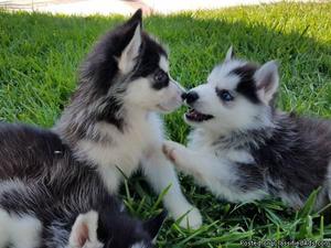 Super Male and Female, Siberian Husky Puppies