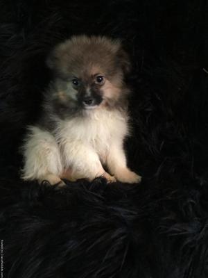 Sweet Pomerania puppy