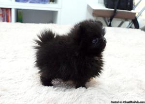 -Tiny pure Pomeranian puppies-