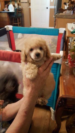 Toy Poodle Full bred no papers