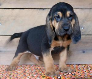We have pure Bloodhound puppies available