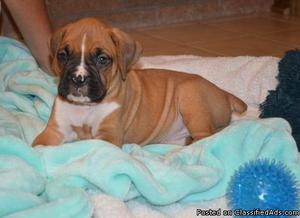 We have pure Boxer puppies available