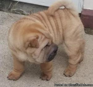 We have pure Chinese sher pei puppies available