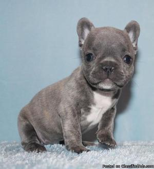 We have pure French Bulldog puppies available