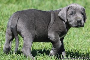 We have pure Great Dane puppies available