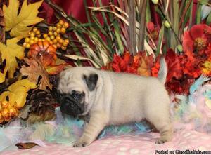 We have pure Pug puppies available